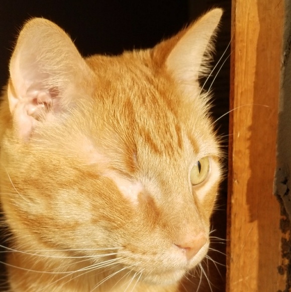 Meet your Posher, Jamie - Picture 3 of 5